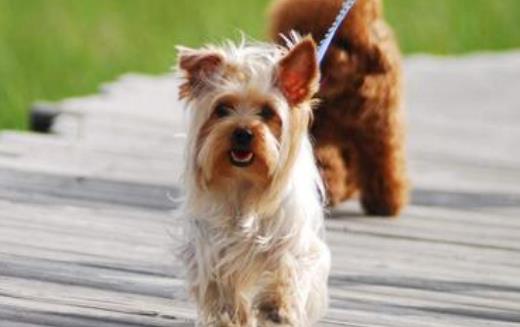 養寵物狗狗狗狗項圈的使用方法與選購原則