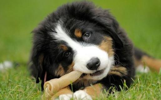 狗狗們挑食厭食的原因避免狗挑食的解決方法