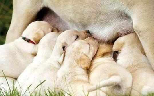 沒斷奶的小狗怎麼照顧？仔犬飼養方法