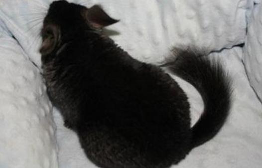 純黑龍猫怎麼養？純黑龍猫的常見疾病