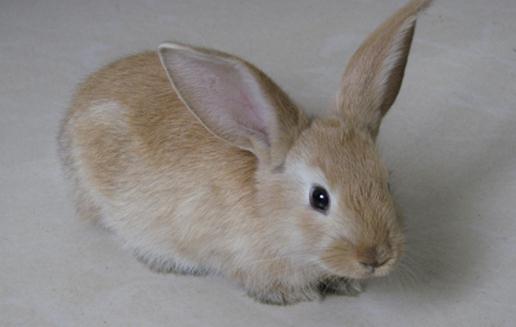迷你雷克斯兔怎麼養？迷你雷克斯兔的產地
