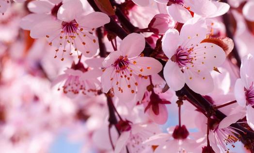 人間四月天淺談櫻花意象