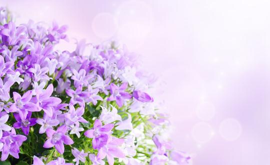 這樣讓鮮花更加鮮豔哦！