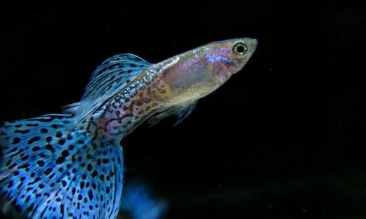 孔雀魚的飼養環境-孔雀魚如何飼養?