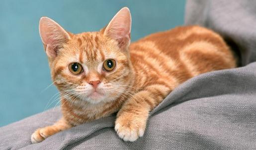 猫咪掉毛的原因及解決方法