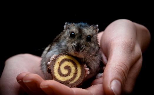 家裡養倉鼠寵物的技巧