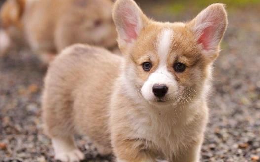 長不大又好養的狗狗品種小型寵物狗品種推薦