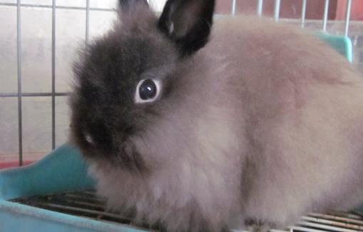 美國費斯垂耳兔產自哪裡？