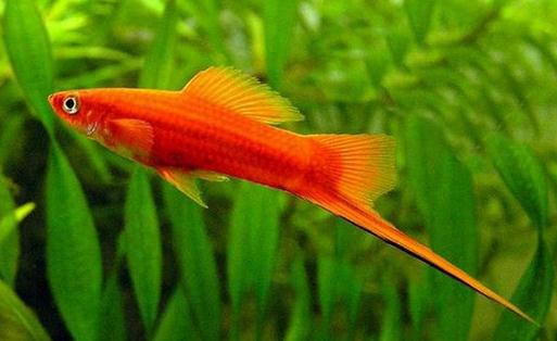 紅劍魚怎麼養？紅劍魚的飼養環境