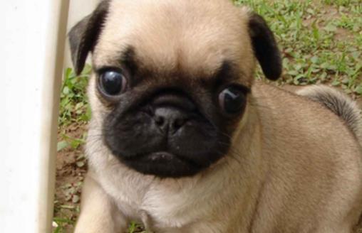 狗狗亂叫被鄰里投訴狗狗亂叫的原因和制止狗狗的方法