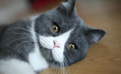 猫咪養護五注意10種適合當家猫的猫咪大全