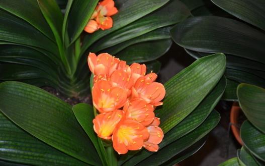 在家想養花就選這3種開花長達100天