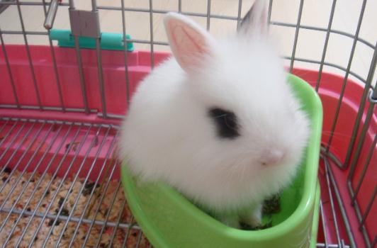 侏儒海棠兔是什麼品種的兔兔？