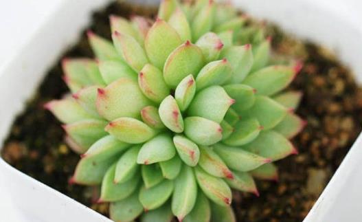 學花市選花技巧助家庭養花