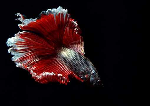 泰國鬥魚的品種介紹-泰國鬥魚的魚缸擺放位置