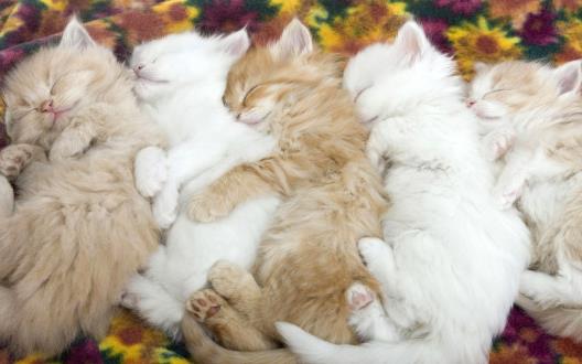 猫咪走丟了讓猫咪自己回家的技巧與注意事項