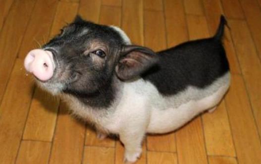 遛狗算什麼溜猪才新潮長不大的迷你豬備受關注