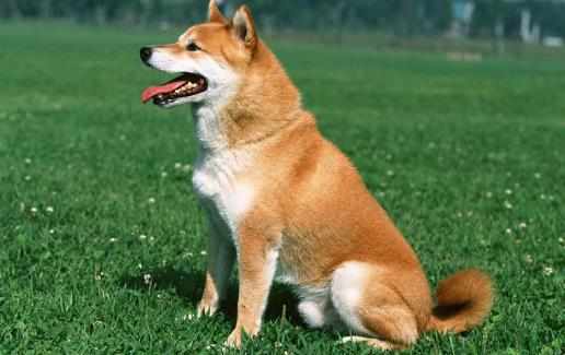 狗狗嘔吐狗狗嘔吐腹瀉治療方法