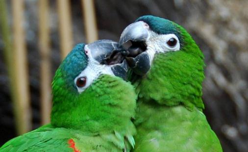 紅肩金剛鸚鵡產自哪裡？紅肩金剛鸚鵡的簡介