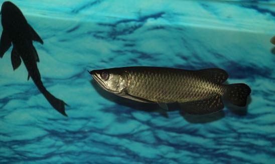 澳大利亞一點兒龍魚怎麼養？澳大利亞一點兒龍魚的生存環境