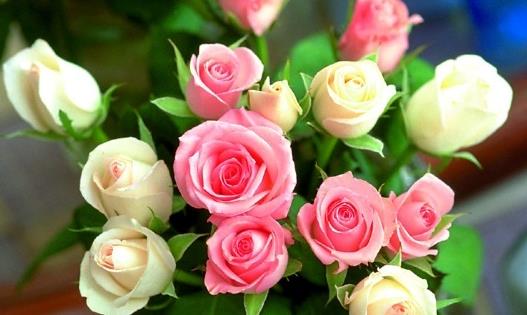 月季玫瑰薔薇有什麼區別