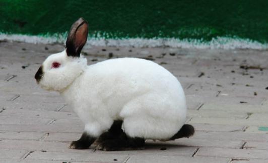 加利福尼亞兔怎麼養？加利福尼亞兔養殖方法