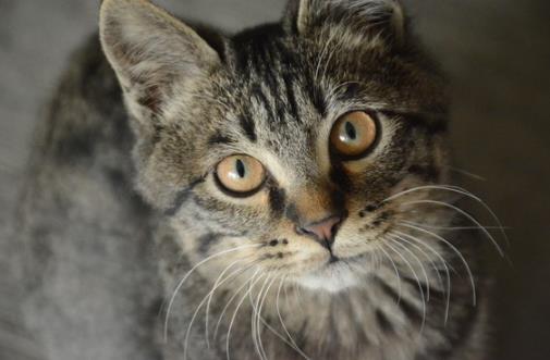 狸花貓會自己挑選主人狸花貓幼猫成猫餵養指南