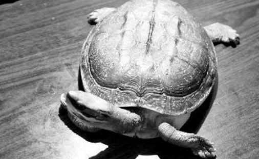 黃喉擬水龜的生活習性黃喉擬水龜養殖方法