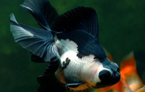 猫熊蝶尾金魚的簡介-猫熊蝶尾金魚飼養環境