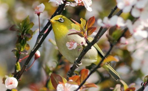 新手養鳥入門知識