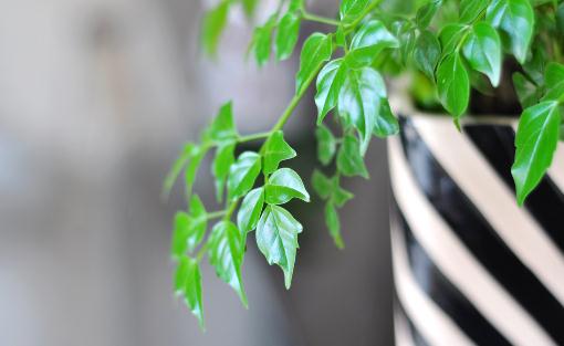 幸福樹是什麼?幸福樹的作用及養護方法