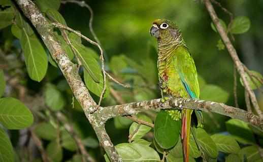紅腹金剛鸚鵡產自哪裡？紅腹金剛鸚鵡的簡介