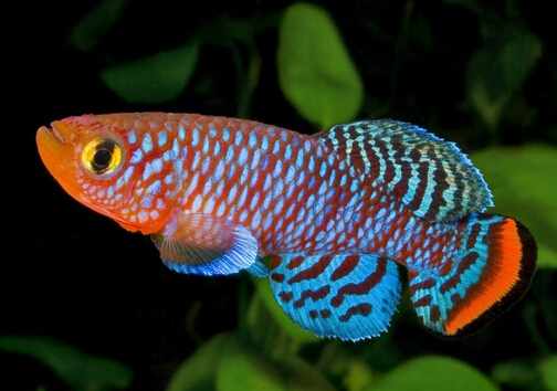 鱂魚的風水學應用-鱂魚的品種介紹