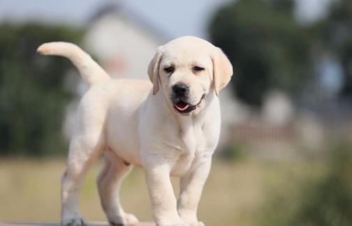 不要有這4個習慣，傷害狗狗身體的同時，還可能縮短它們生