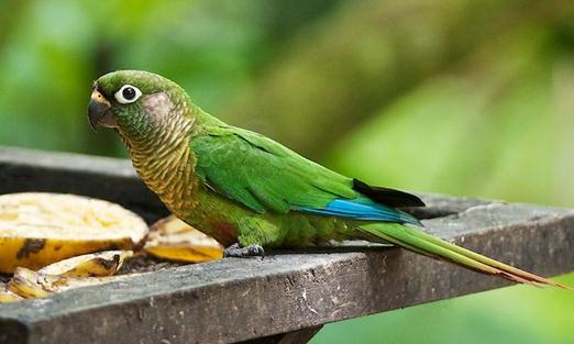紅腹金剛鸚鵡的價格紅腹金剛鸚鵡的飼養方法