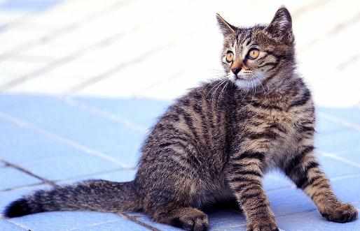 狸花貓多少錢一隻？狸花貓的簡介