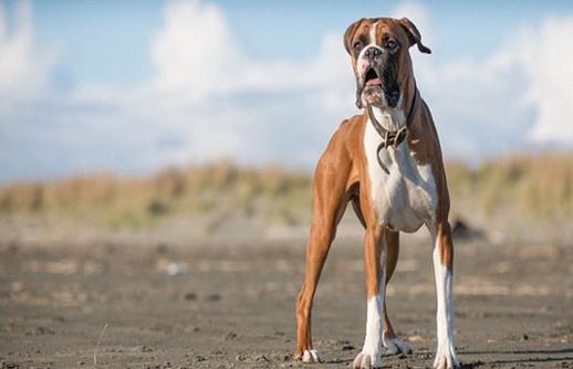 拳師犬的簡介-拳師犬怎麼餵養？