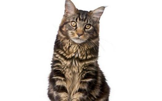 緬因猫怎麼養？緬因猫的生活習性