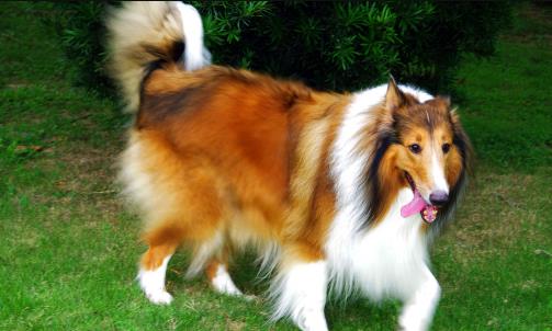 不同的狗狗品種，匹配不同的鏟屎官，性格相同才最合適