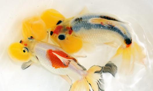 水泡金魚有什麼種類？水泡金魚的特徵