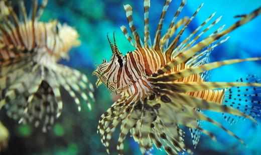 獅子魚怎麼養？獅子魚的生存環境