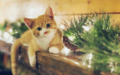 遛猫也需要遵守這些規則牽繩和封閉活動空間一個都不能少