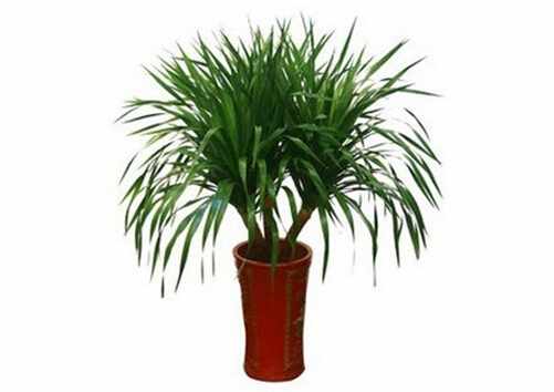 龍血樹對家居環境的影響-龍血樹的作用