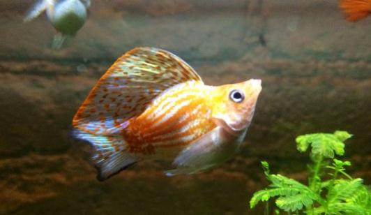 瑪麗魚的品種介紹-瑪麗魚怎麼樣？