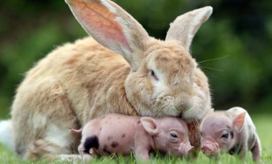 巨型格仔兔多少錢一隻？