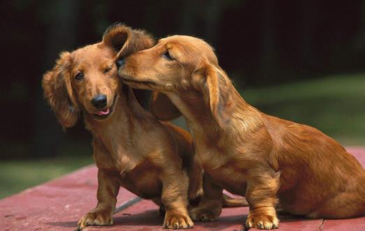 長不大又好養的狗狗品種小型寵物狗品種推薦