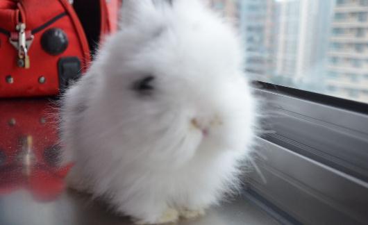 猫猫兔的產地-猫猫兔如何餵養？