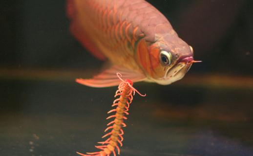 曼龍魚怎麼養？曼龍魚如何分辨雌性？