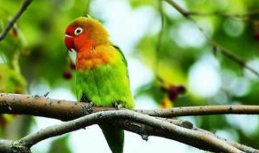 快速鸚鵡的飼養方法快速鸚鵡的特徵