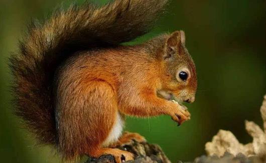 松鼠模仿其他動物甚至人類松鼠吸引人的地方